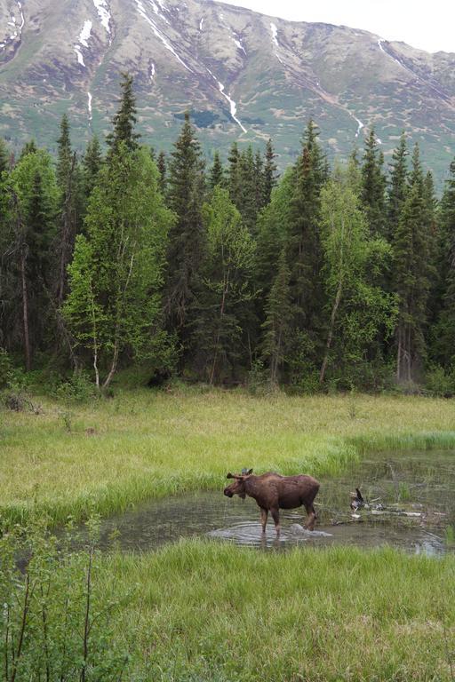 Eagle Peak Guesthouse Eagle River Bagian luar foto